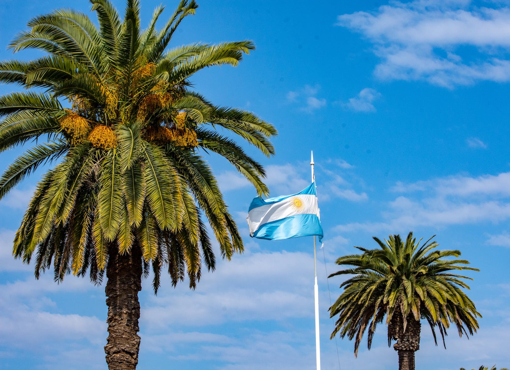 palms in argentina